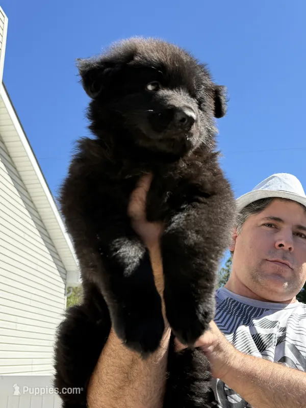 Princess – German Shepherd Dog puppy for sale in Bridgeton, NJ