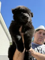 Princess, a female German Shepherd Dog for sale in Bridgeton, NJ – 1 of 10