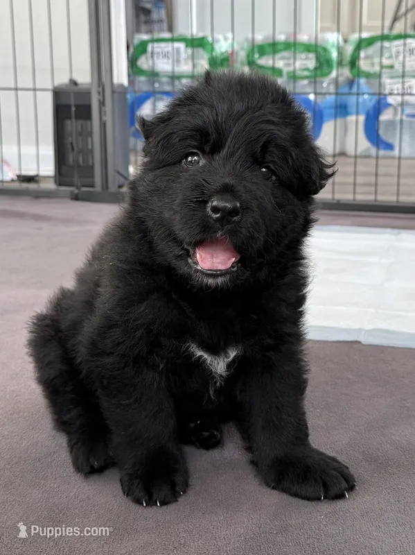 Bruno – German Shepherd Dog puppy for sale in Bridgeton, NJ