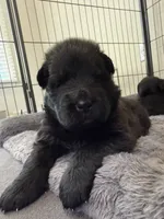 Princess, a female German Shepherd Dog for sale in Bridgeton, NJ – 2 of 7