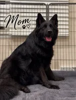 Bruno, a male German Shepherd Dog for sale in Bridgeton, NJ – 7 of 8
