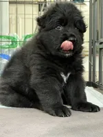 Bruno, a male German Shepherd Dog for sale in Bridgeton, NJ – 2 of 8