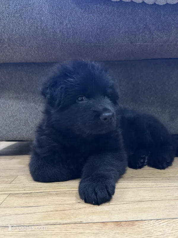 Princess – German Shepherd Dog puppy for sale in Bridgeton, NJ