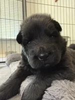 Princess, a female German Shepherd Dog for sale in Bridgeton, NJ – 1 of 7