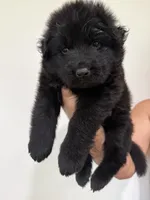 Princess, a female German Shepherd Dog for sale in Bridgeton, NJ – 7 of 10