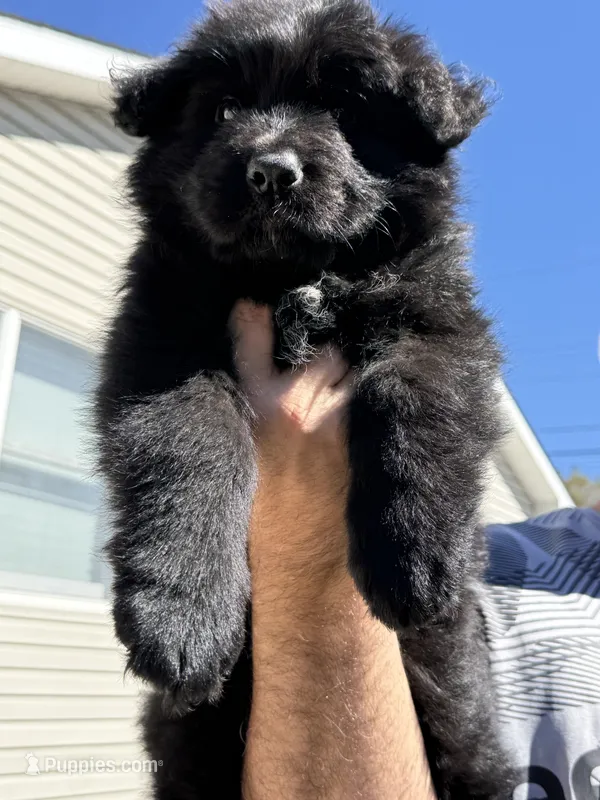 Bruno – German Shepherd Dog puppy for sale in Bridgeton, NJ