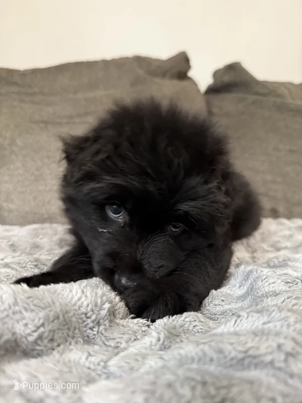 Bruno – German Shepherd Dog puppy for sale in Bridgeton, NJ