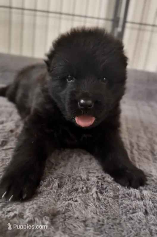 Princess – German Shepherd Dog puppy for sale in Bridgeton, NJ