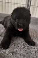 Princess, a female German Shepherd Dog for sale in Bridgeton, NJ – 8 of 10