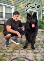 Princess, a female German Shepherd Dog for sale in Bridgeton, NJ – 6 of 7