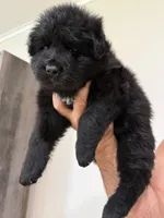 Bruno, a male German Shepherd Dog for sale in Bridgeton, NJ – 4 of 8