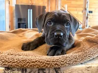 processed/289af228-21cd-40a4-94fa-ae19f327bf30/listing/334dc4f7-20d9-4921-af08-1998a916e52a/955f43e8-a681-481e-9a00-82c2f8ad1351