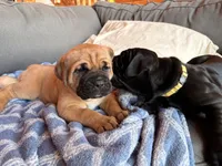 processed/289af228-21cd-40a4-94fa-ae19f327bf30/listing/46ec1db8-ab7d-4c8c-95ee-80cdaa851519/4a919227-4172-4ac3-bfd2-b8fe2e906585