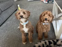 Moose, a male Miniature Goldendoodle for sale in Danville, IL – Photo 4 of 5