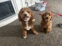 Moose, a male Miniature Goldendoodle for sale in Danville, IL – Photo 5 of 5