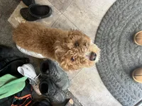 Moose, a male Miniature Goldendoodle for sale in Danville, IL – Photo 2 of 5