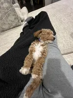 Moose, a male Miniature Goldendoodle for sale in Danville, IL – Photo 3 of 5