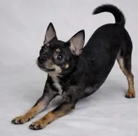 CKC Health Tested Kairo, a male Chihuahua for sale in Scottdale, PA – Photo 3 of 3