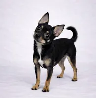 CKC Health Tested Kairo, a male Chihuahua for sale in Scottdale, PA – Photo 1 of 3