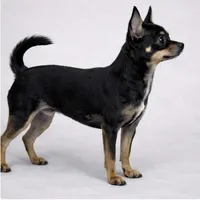 CKC Health Tested Kairo, a male Chihuahua for sale in Scottdale, PA – Photo 2 of 3