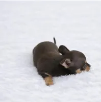 CKC Health Tested Fern, a male Chihuahua for sale in Scottdale, PA – Photo 3 of 4