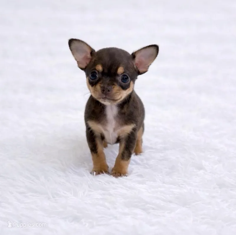 CKC Health Tested Fern – Chihuahua puppy for sale in Scottdale, PA