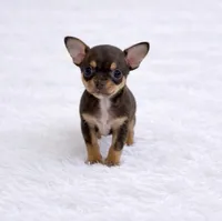 CKC Health Tested Fern, a male Chihuahua for sale in Scottdale, PA – Photo 1 of 4