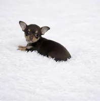 CKC Health Tested Fern, a male Chihuahua for sale in Scottdale, PA – Photo 2 of 4