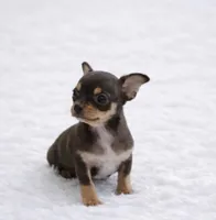 CKC Health Tested Fern, a male Chihuahua for sale in Scottdale, PA – Photo 4 of 4