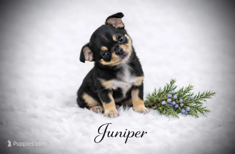 CKC Health Tested Juniper, a male Chihuahua for sale in Scottdale, PA – Photo 1 of 4