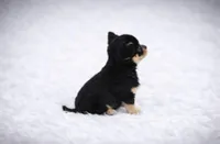 CKC Health Tested Juniper, a male Chihuahua for sale in Scottdale, PA – Photo 4 of 4