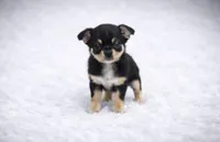 CKC Health Tested Juniper, a male Chihuahua for sale in Scottdale, PA – Photo 2 of 4