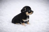 CKC Health Tested Juniper, a male Chihuahua for sale in Scottdale, PA – Photo 3 of 4