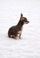 CKC Health Tested Rose, a female Chihuahua for sale in Scottdale, PA – Photo 3 of 4