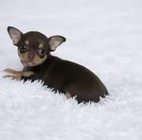 CKC Health Tested Fern, a male Chihuahua for sale in Scottdale, PA – Photo 2 of 4