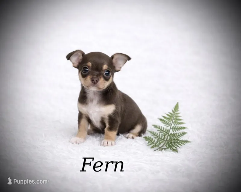 CKC Health Tested Fern – Chihuahua puppy for sale in Scottdale, PA