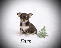 CKC Health Tested Fern, a male Chihuahua for sale in Scottdale, PA – Photo 1 of 4