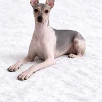 Health Tested Stella , a female American Hairless Terrier for sale in Scottdale, PA – Photo 4 of 4