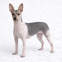 Health Tested Stella , a female American Hairless Terrier for sale in Scottdale, PA – Photo 3 of 4