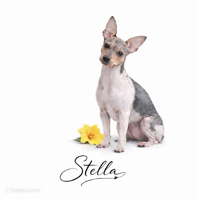Health Tested Stella , a female American Hairless Terrier for sale in Scottdale, PA – Photo 1 of 4