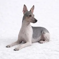 Health Tested Stella , a female American Hairless Terrier for sale in Scottdale, PA – Photo 2 of 4