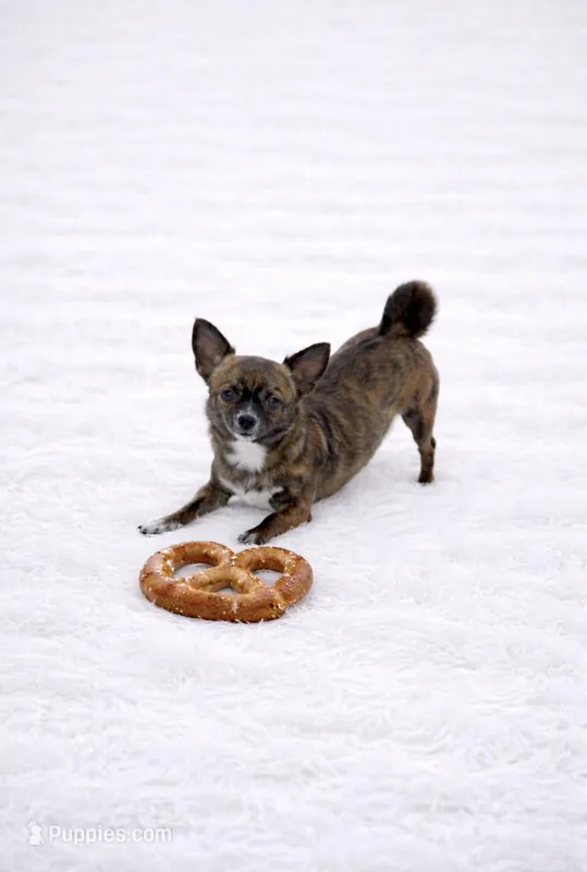 CKC Health Tested Pretzel – Chihuahua puppy for sale in Scottdale, PA