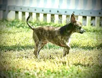 Health Tested CKC Bartholomew, a male Chihuahua for sale in Scottdale, PA – Photo 2 of 5