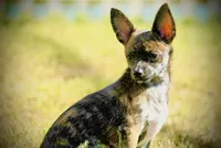 Health Tested CKC Bartholomew, a male Chihuahua for sale in Scottdale, PA – Photo 1 of 5