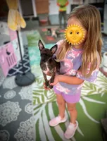 Health Tested CKC Bartholomew, a male Chihuahua for sale in Scottdale, PA – Photo 3 of 5