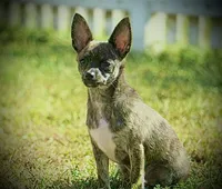 Health Tested CKC Bartholomew, a male Chihuahua for sale in Scottdale, PA – Photo 5 of 5