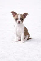 CKC Health Tested Floyd- Bochi, a male Boston Terrier and Chihuahua for sale in Scottdale, PA – Photo 1 of 3