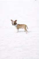 CKC Health Tested Floyd- Bochi, a male Boston Terrier and Chihuahua for sale in Scottdale, PA – Photo 3 of 3