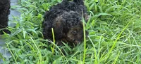 Bandit , a male Poodle - Toy  for sale in Clinton, MD – 5 of 7