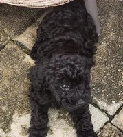 Beau, a male Poodle - Toy  for sale in Clinton, MD – 5 of 7